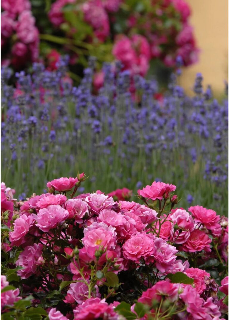 Flower Carpet ® Pink