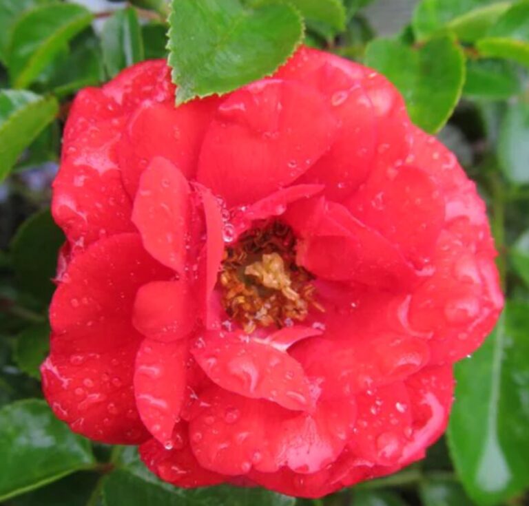 Flower Carpet® Scarlet