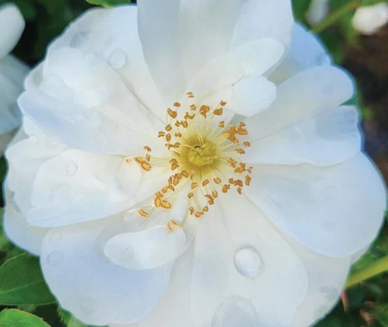 Flower Carpet® – White