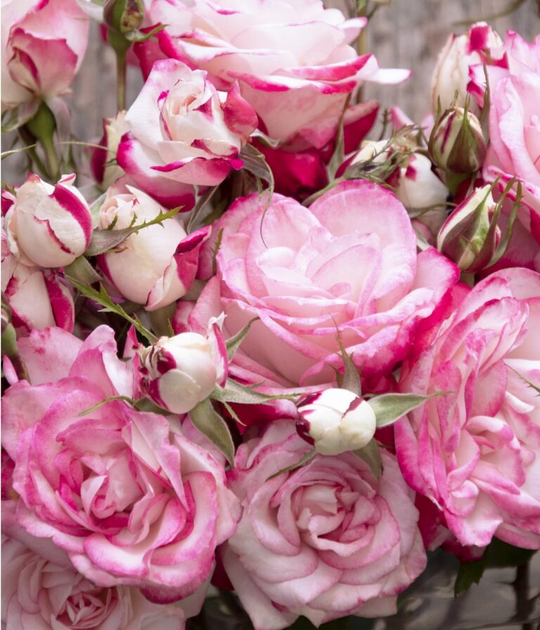 Grace N’ Grit ™ Pink Bicolor