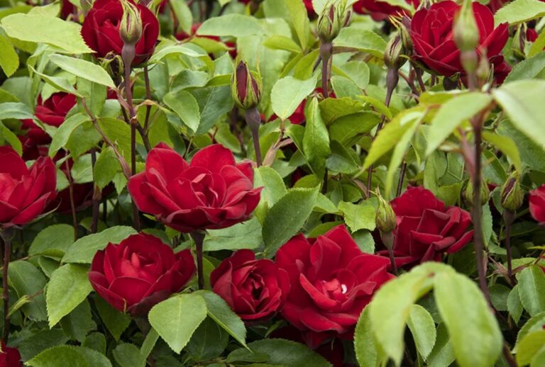 Grace N’ Grit™ Red