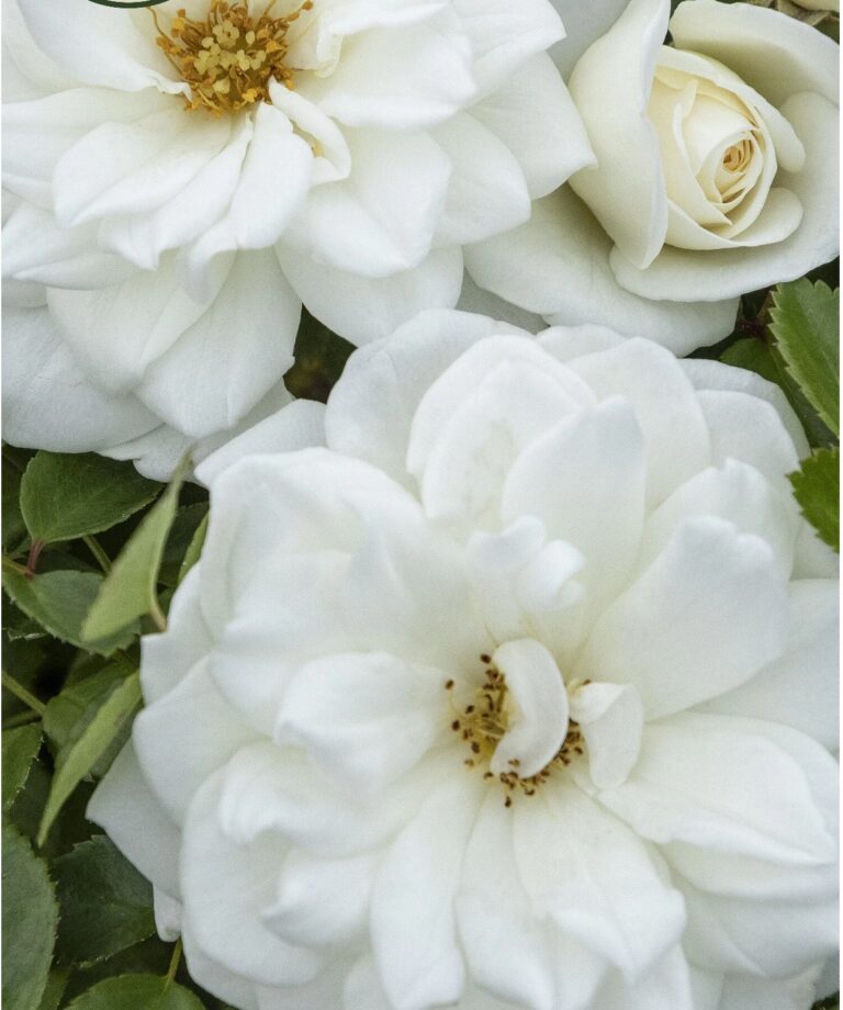 Grace N’ Grit™ White