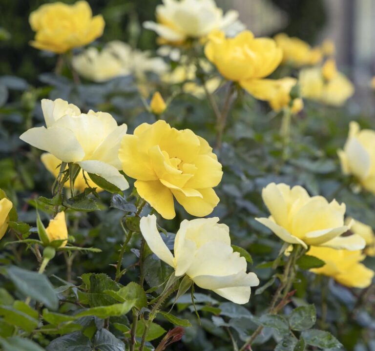 Grace N’ Grit™ Yellow