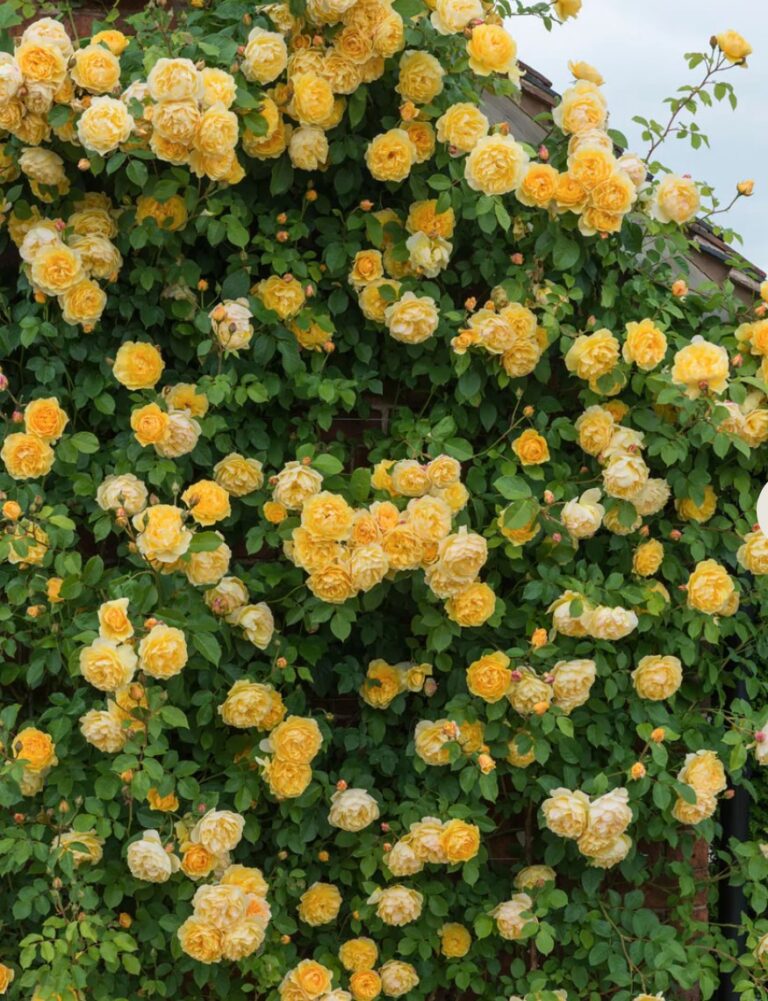 Graham Thomas (AUSmas)