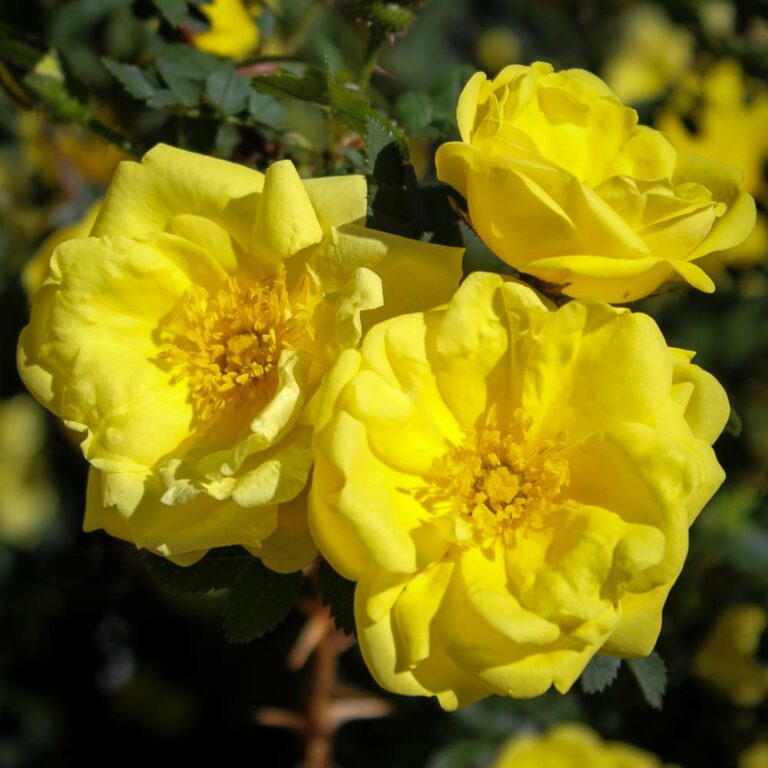 Rosa harisonii (Harison’s Yellow)