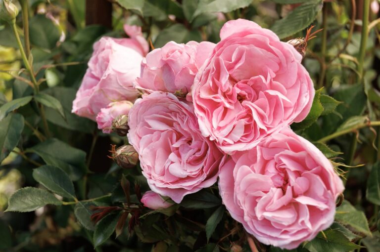 Heavenly Ascent® Pink
