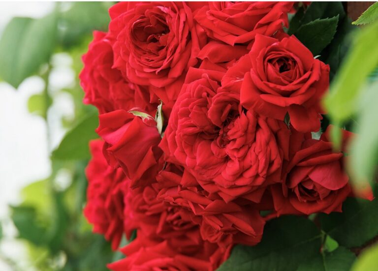 Heavenly Ascent® Red