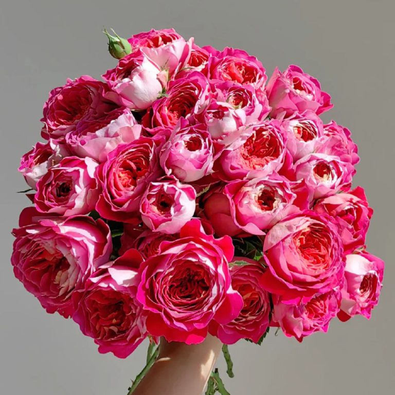 Centenaire de l’Haÿ-les-roses