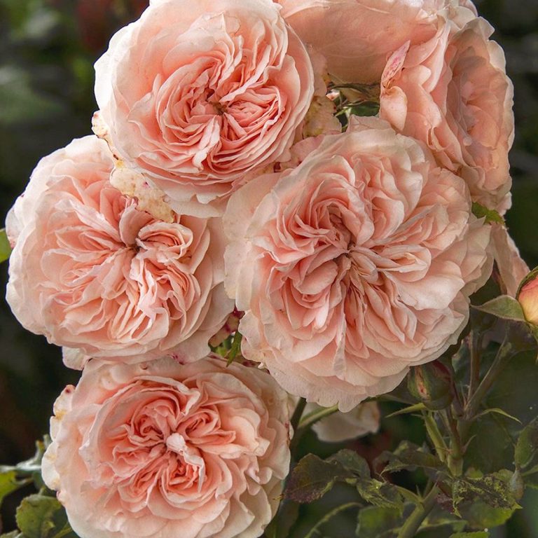 Claire Rose (AUSlight)