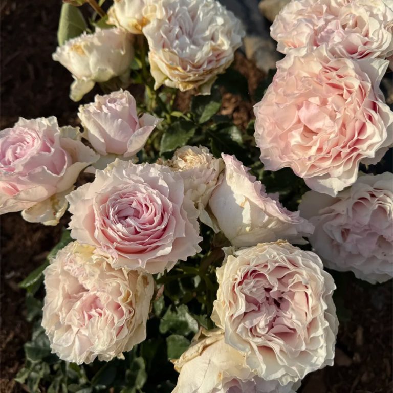Country Spirit Peonia