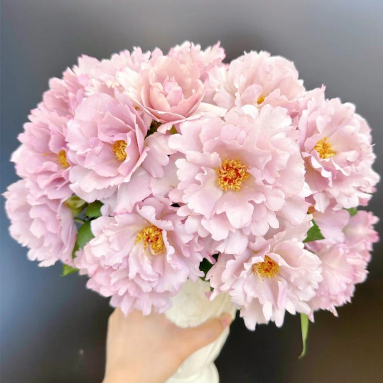 Couture Rose Tilia