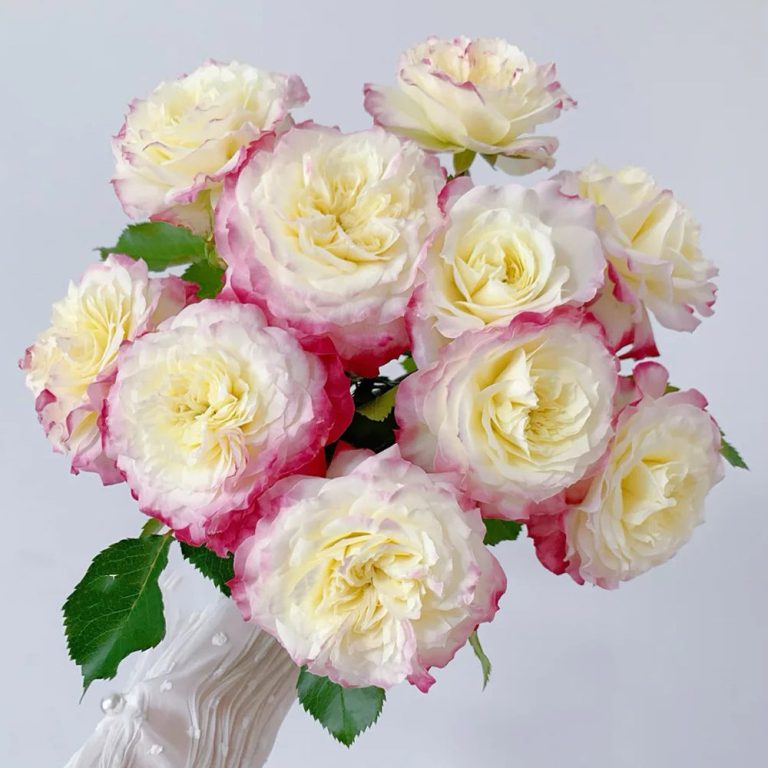 First Blush