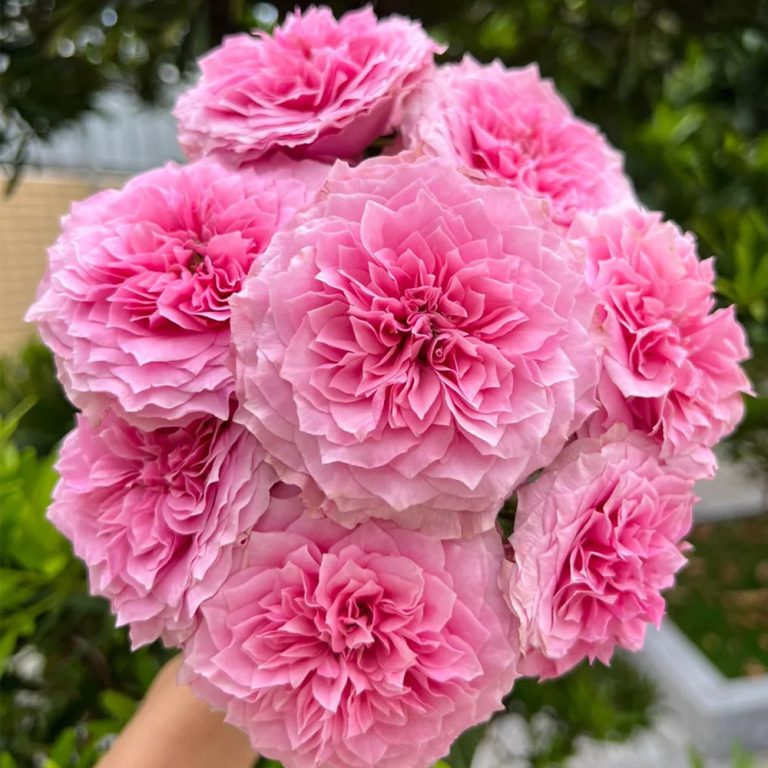 Forbidden Parfum