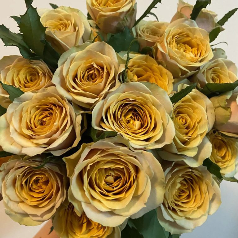Golden Mustard