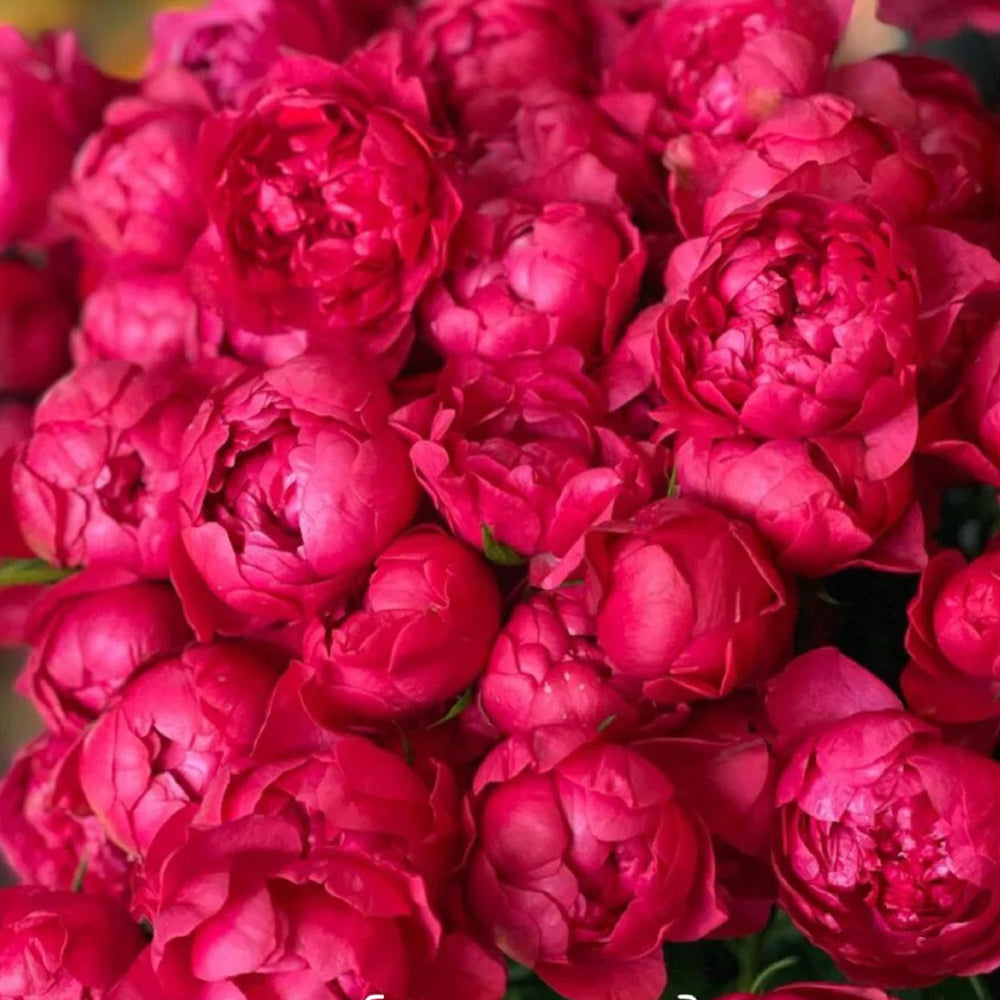 Grenadine