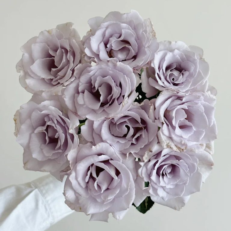 Hazy Purple