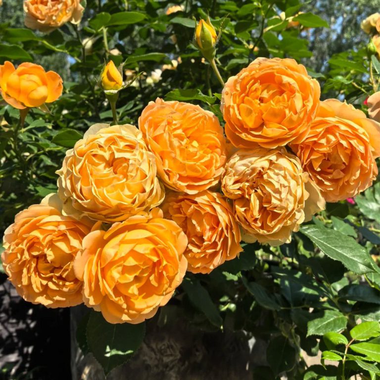 Honey Caramel