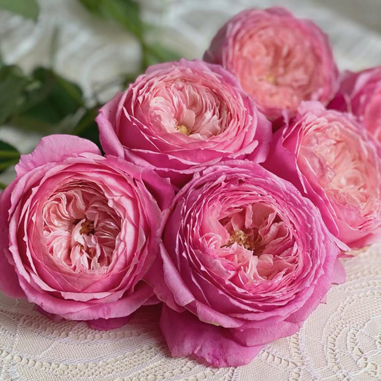 Lady Heirloom