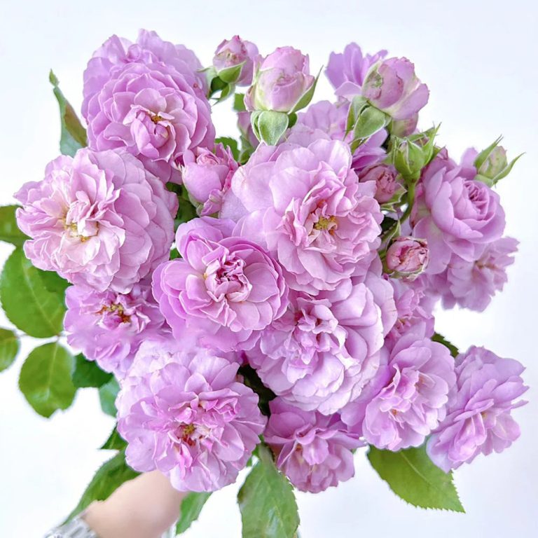 Lavender Bouquet