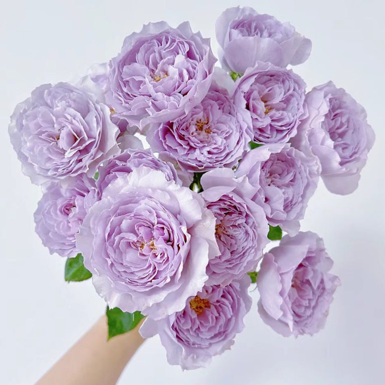 Lilas