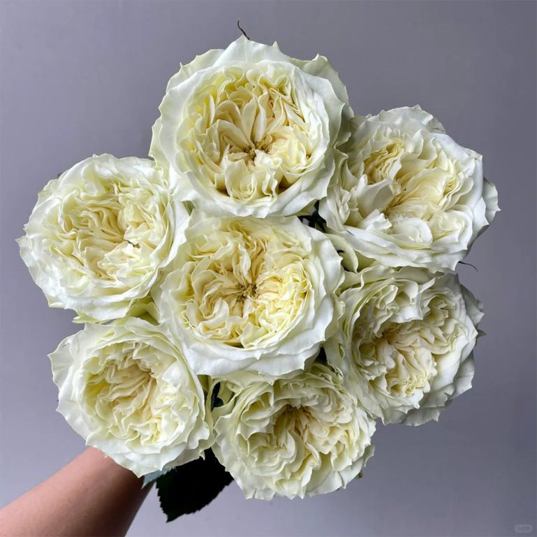 Mayra’s White