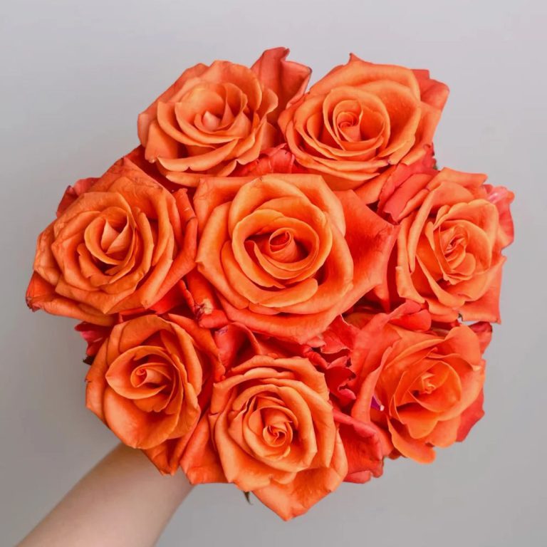 Orange Party