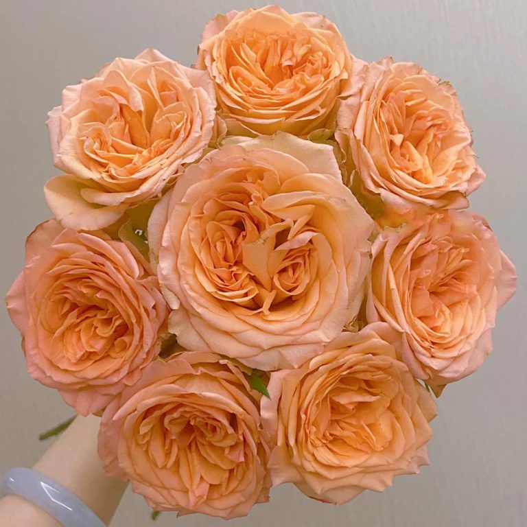 Orange Romantica