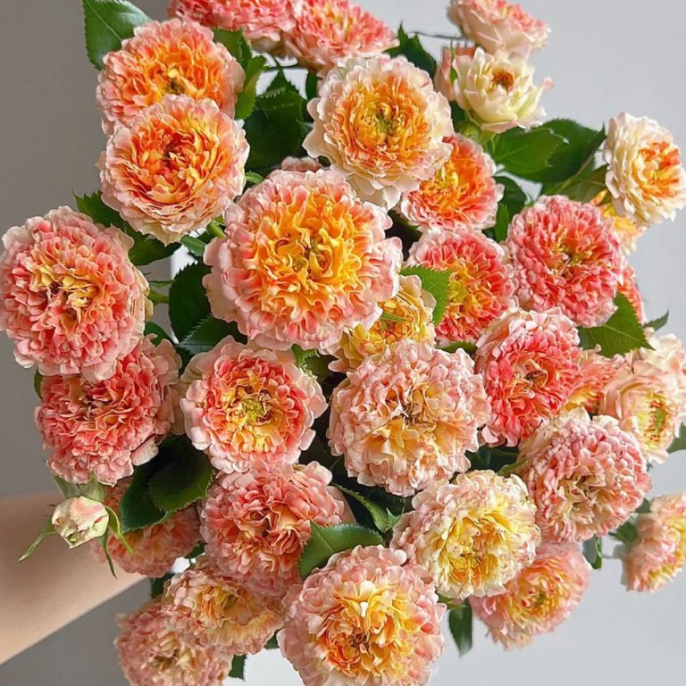 Peach Anemone