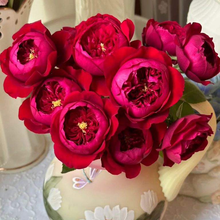 Peony Red