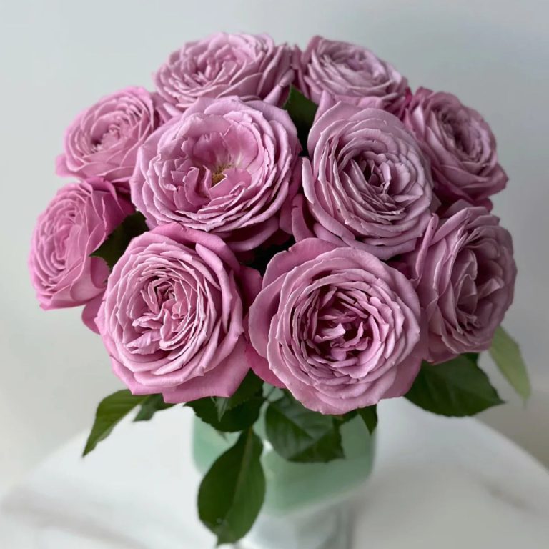 Perfume Purple