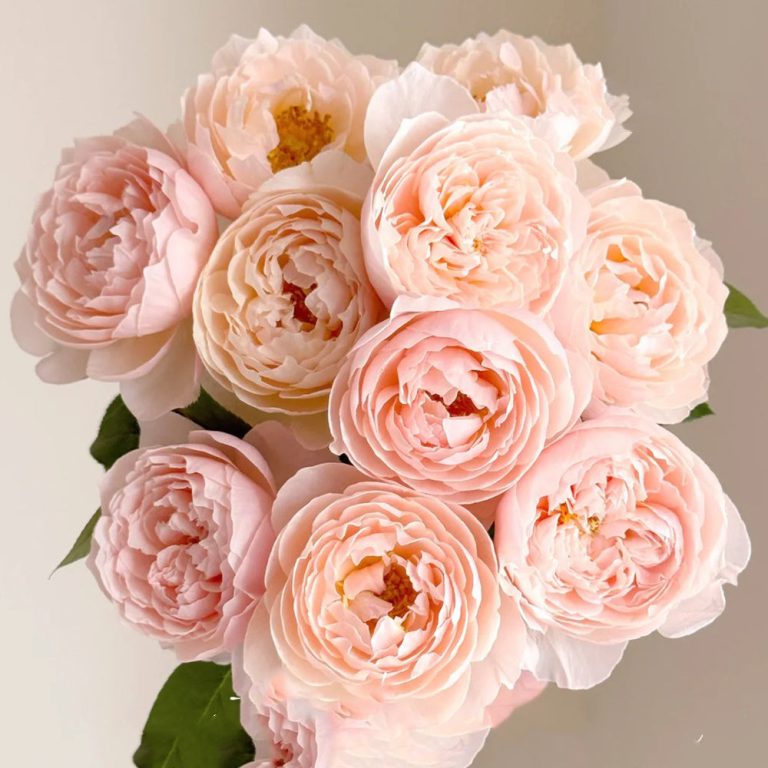 Pink Allure