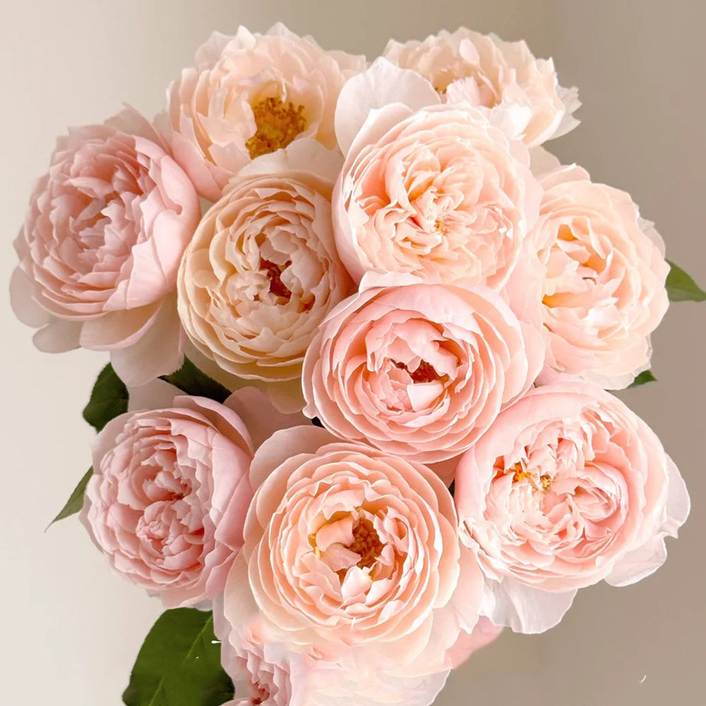 Pink Allure