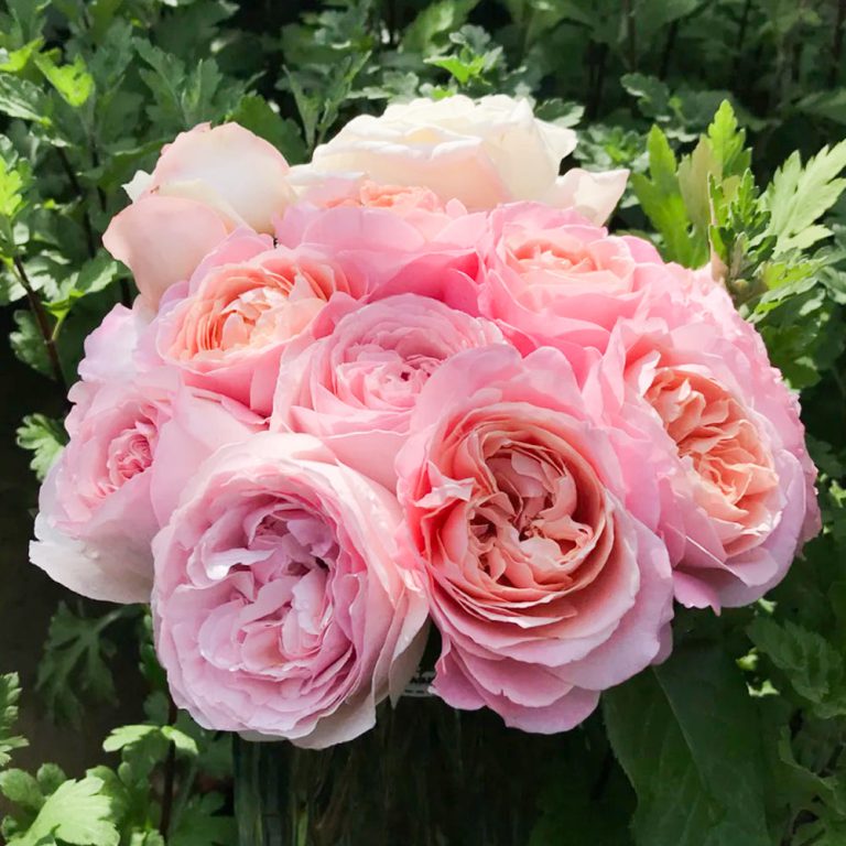 Pink Blush