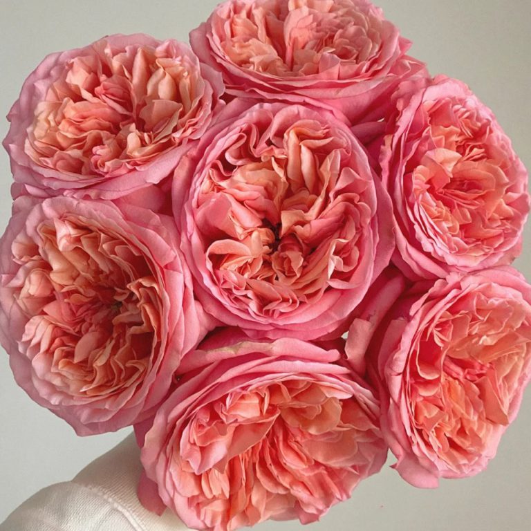 Pink X-pression