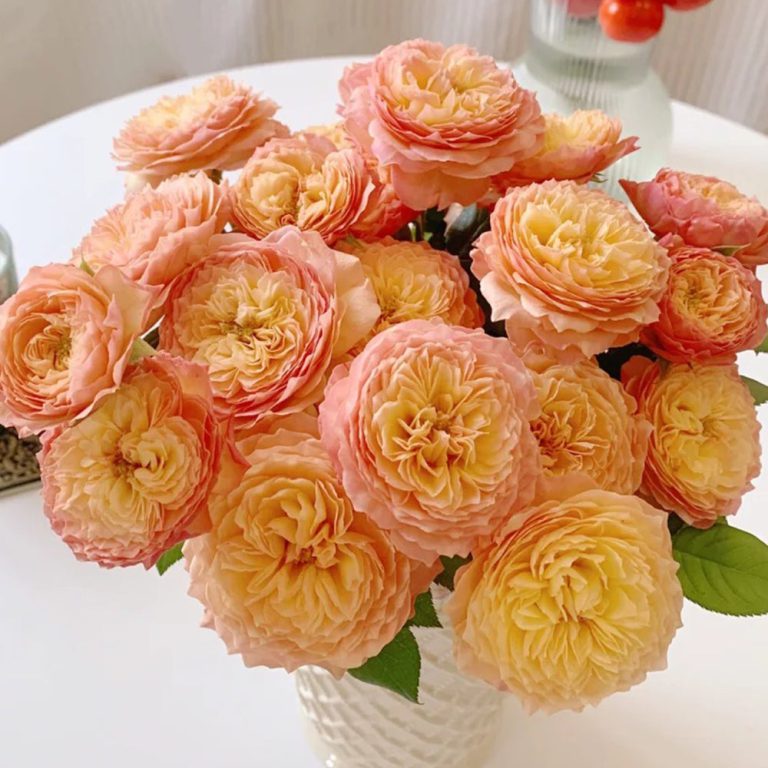 Plump Apricot