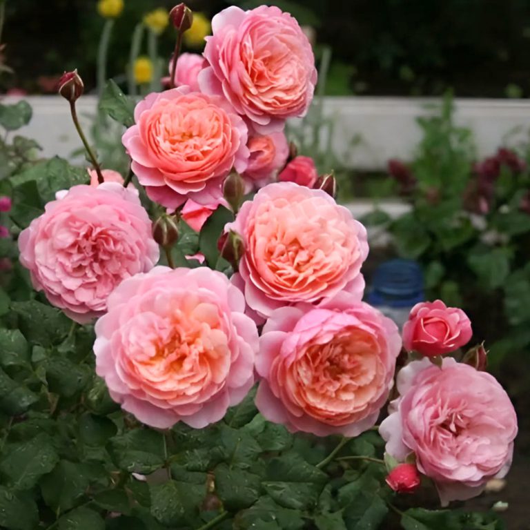 Prix P. J. Redouté