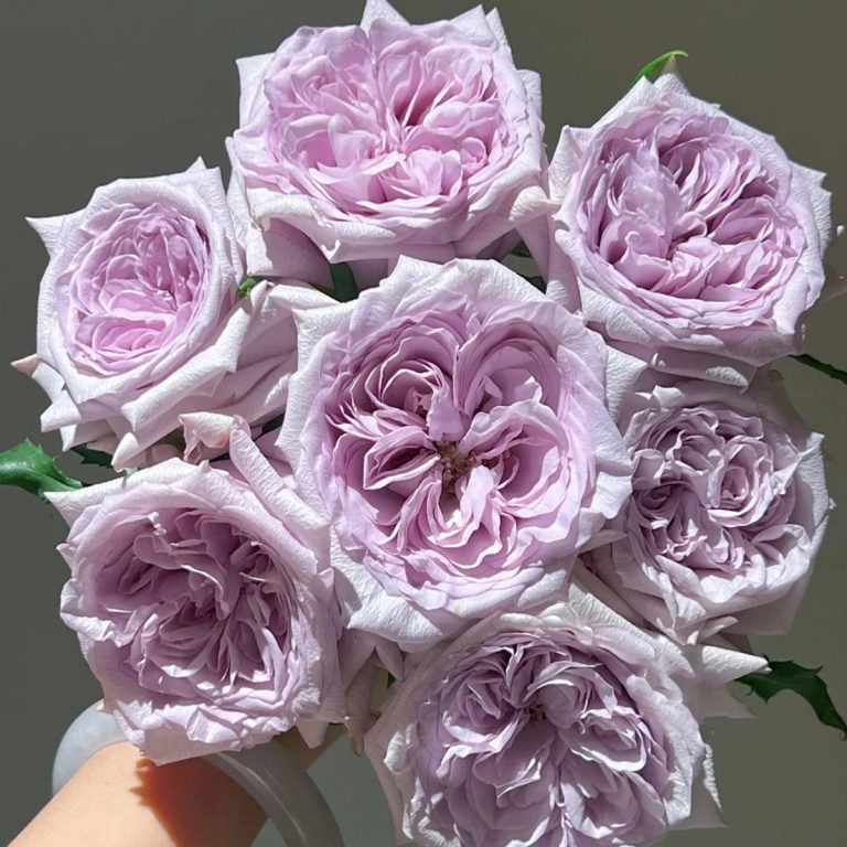 Purple O’hara
