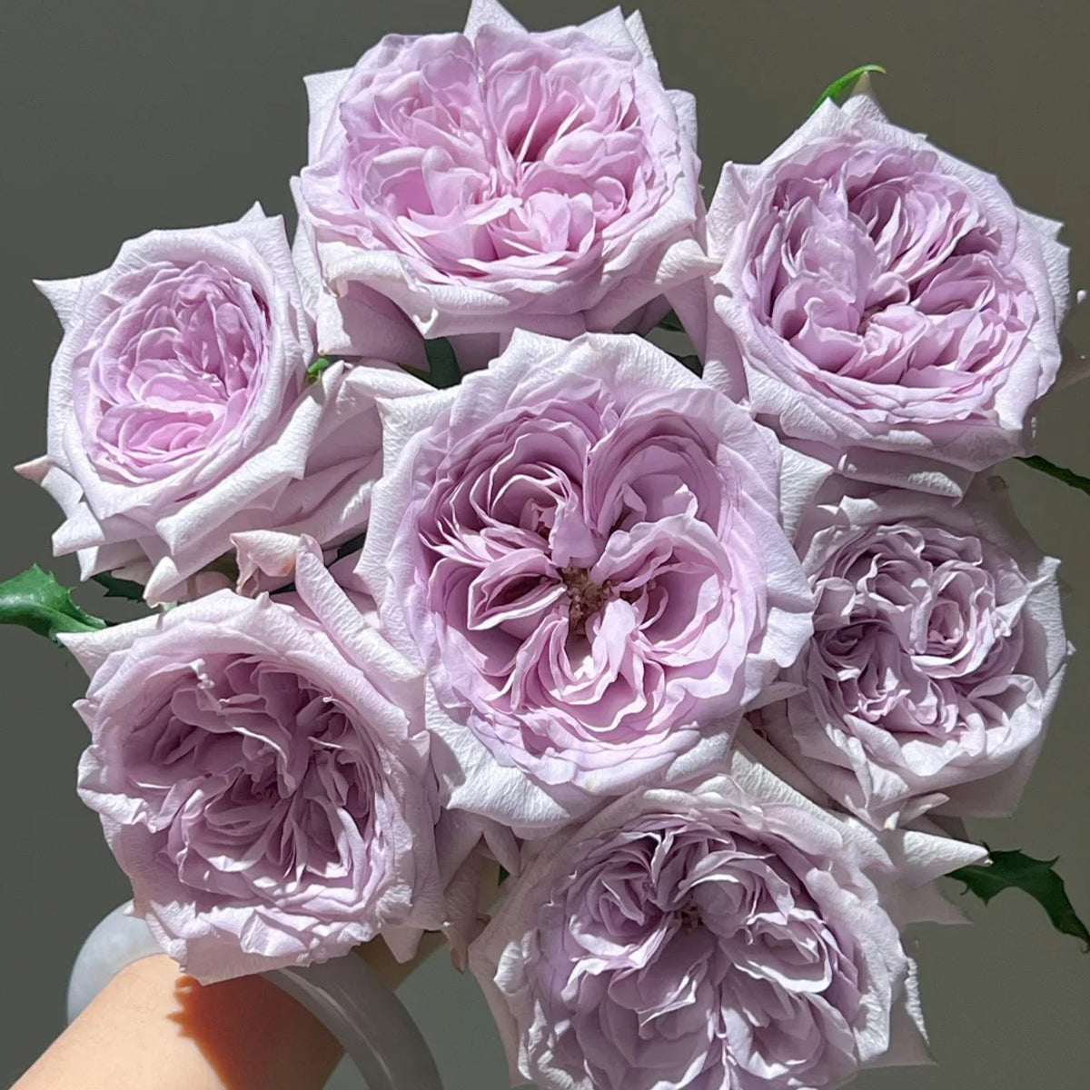 Purple O’hara