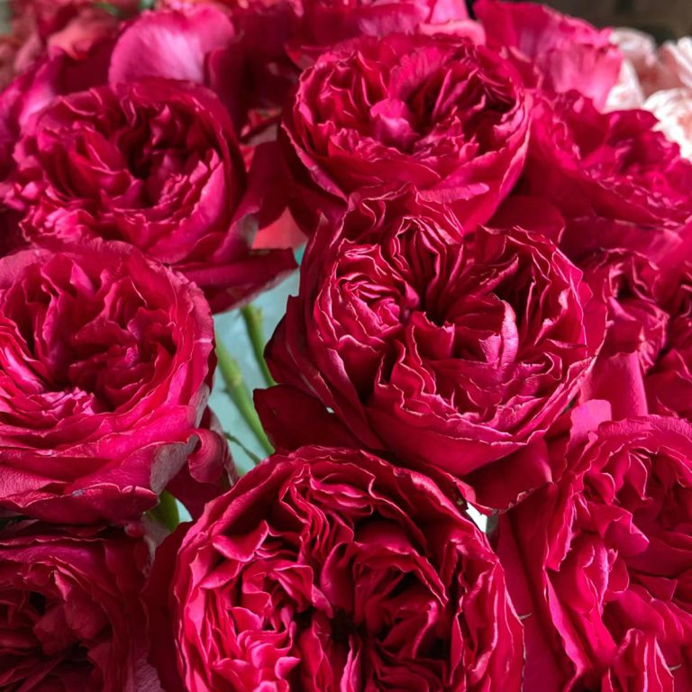 Raspberry Elegance