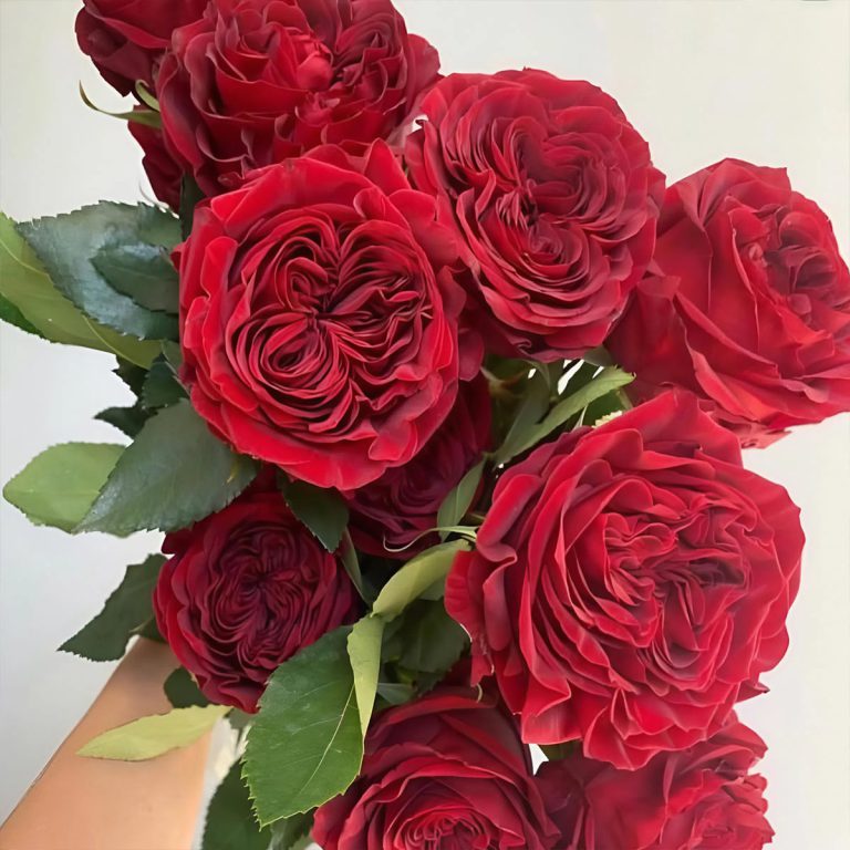 Red Elegance