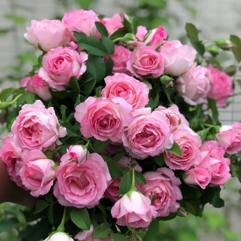 Rien Rose