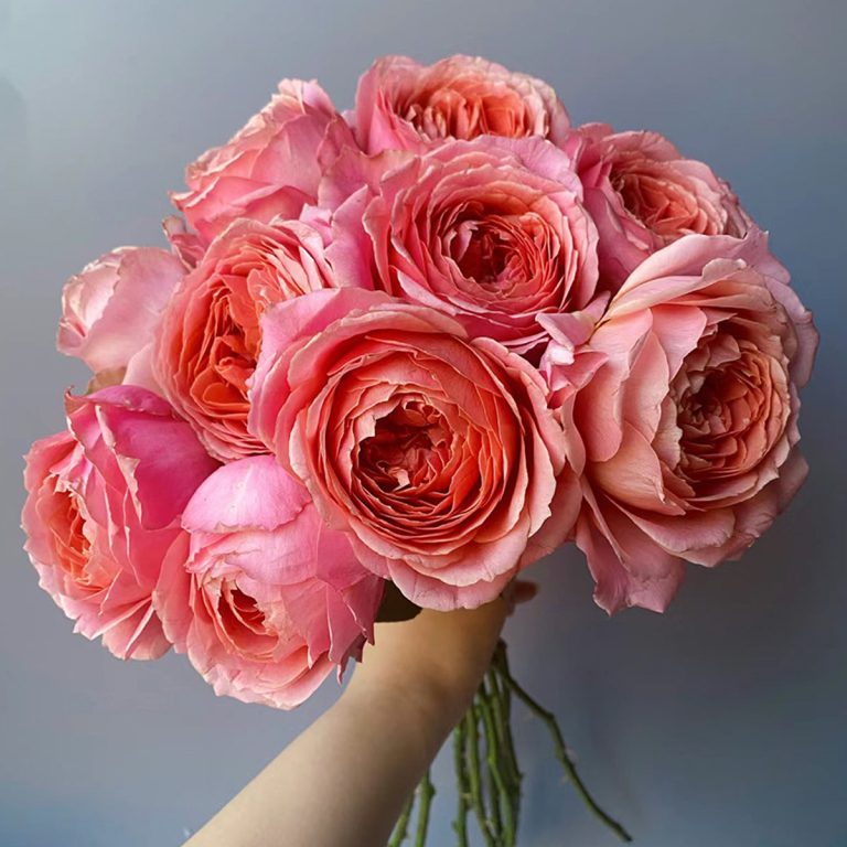 Romantic Antike