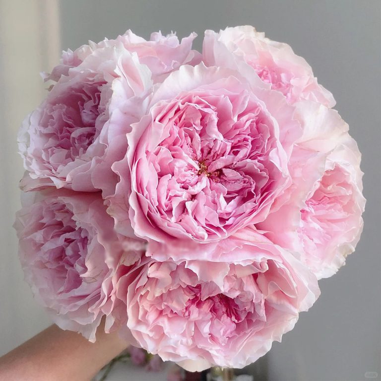 Rosalind (AUStew)