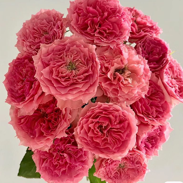 Rose Corona