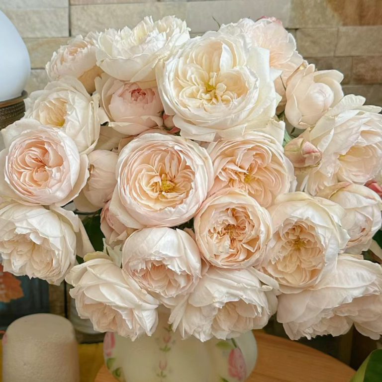 Rose de Lune