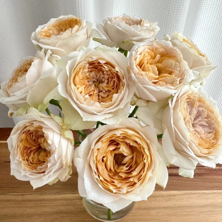 Shades of Beige