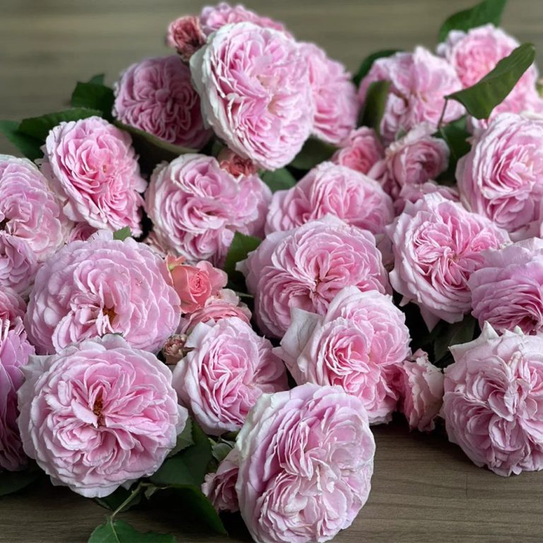 Parfuma® Summer Romance™