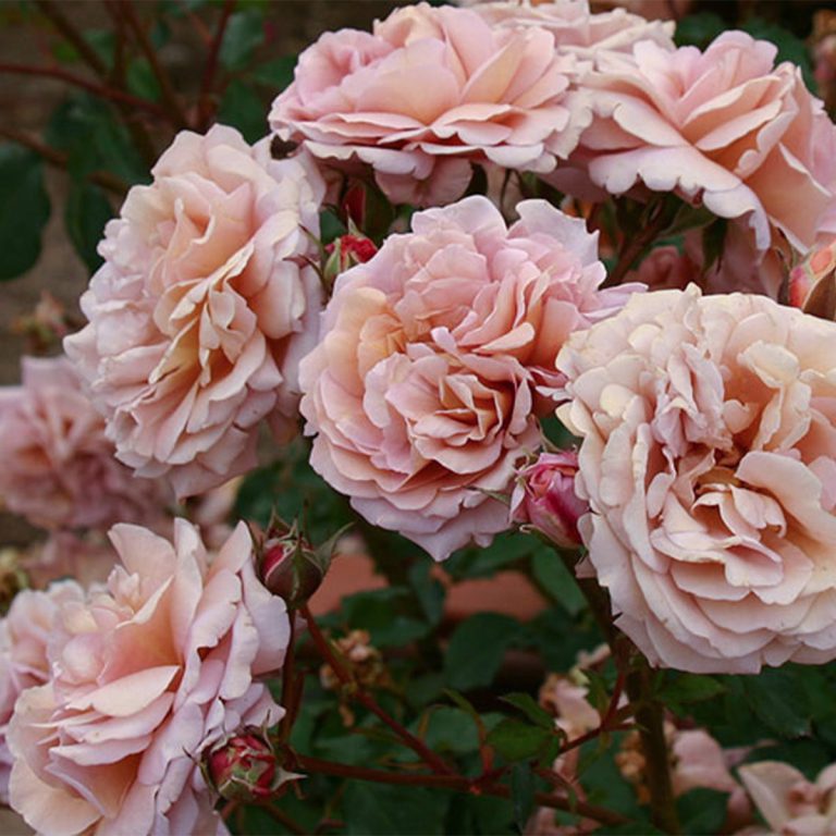 Utsusemi