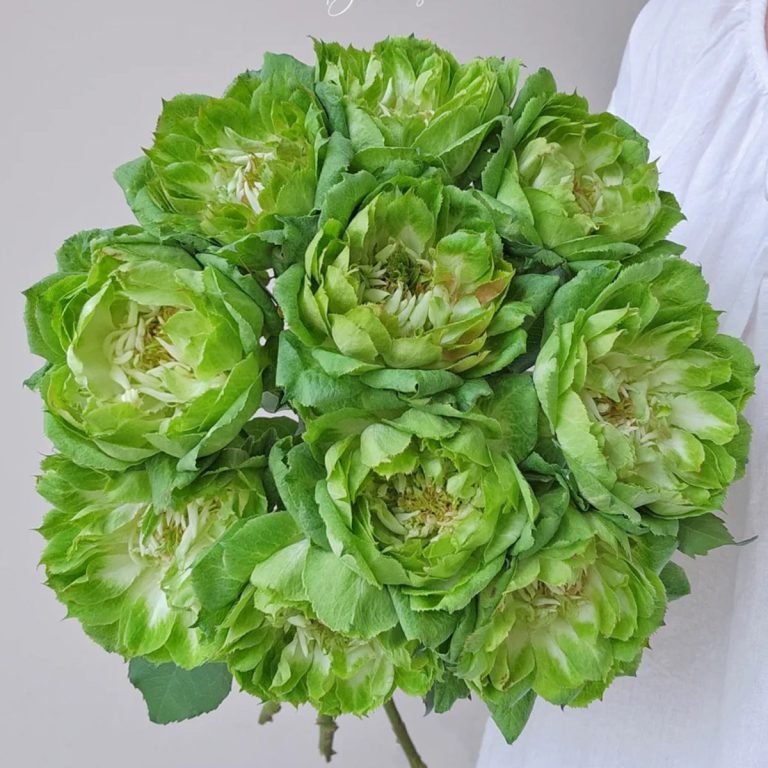 Veggie