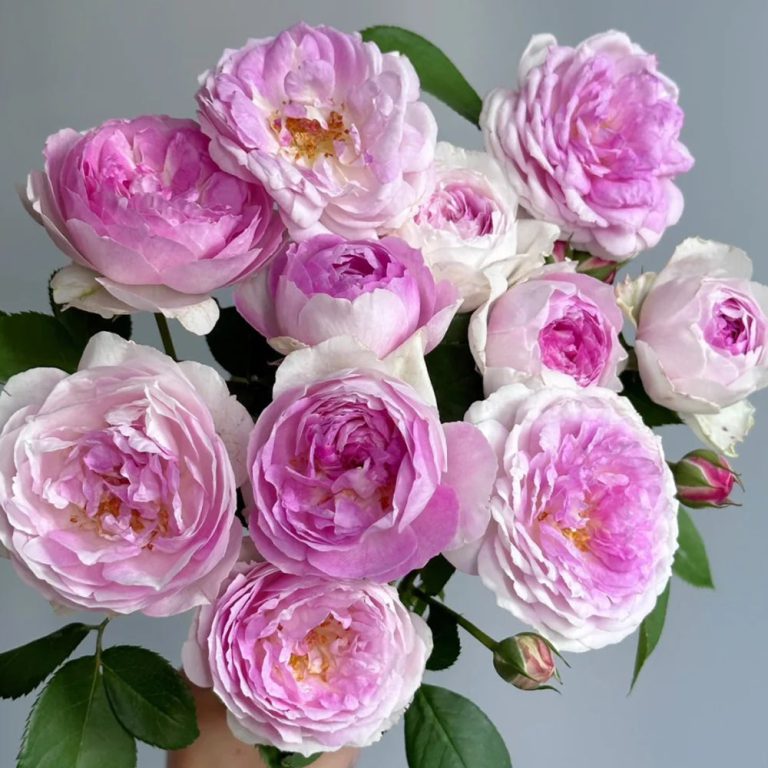 Vesalius Belgian
